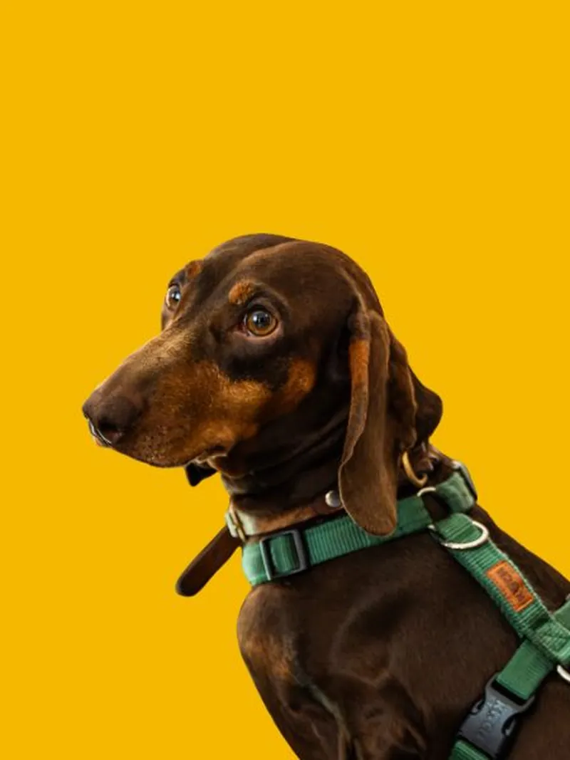 Bürohund Coco, ein Dackel mit grünem Halsband, vor gelbem Hintergrund