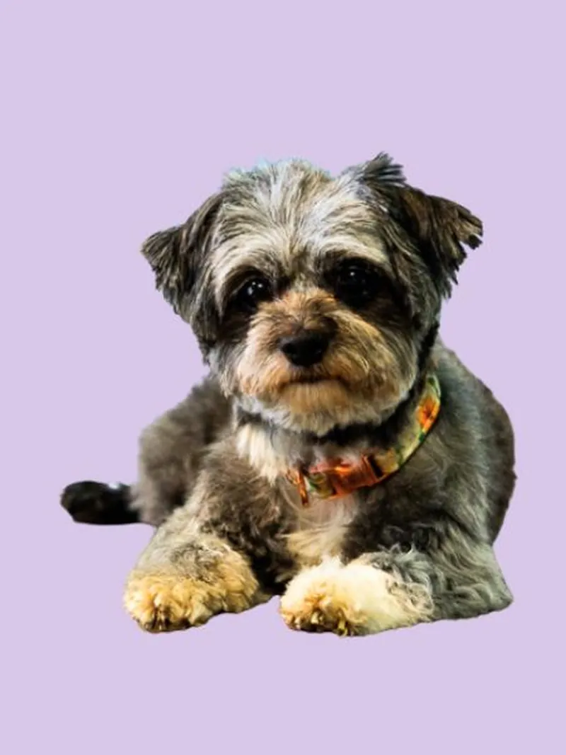 Bürohund Emma, ein kleiner Terrier-Mix, liegt vor lila Hintergrund